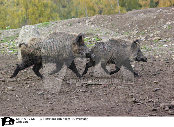 Wildschweine / wildboars / PW-12327