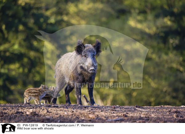 Wildschwein Bache mit Frischlinge / Wild boar sow with shoats / PW-12819