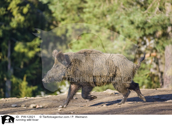 rennendes Wildschwein / running wild boar / PW-12821