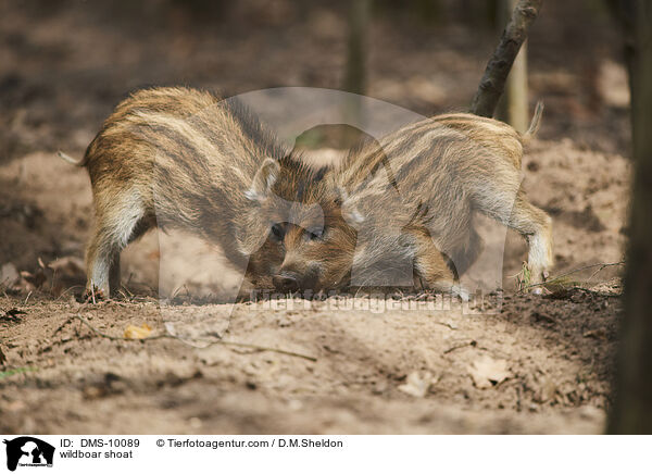 Wildschwein Frischling / wildboar shoat / DMS-10089