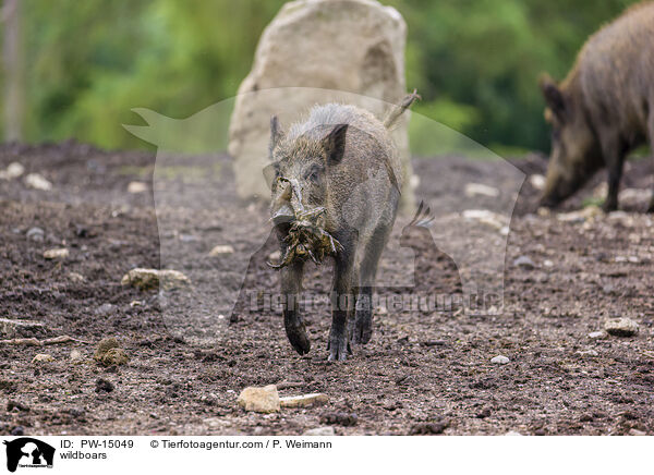 Wildschweine / wildboars / PW-15049