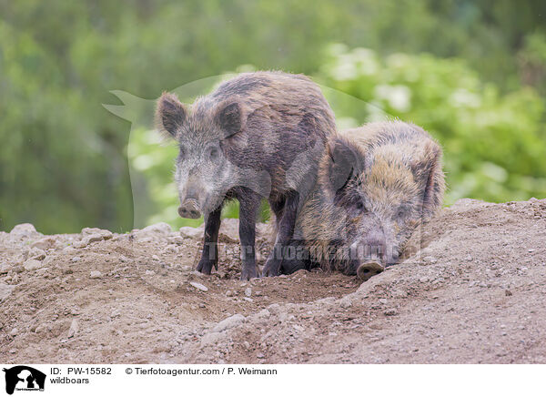 Wildschweine / wildboars / PW-15582