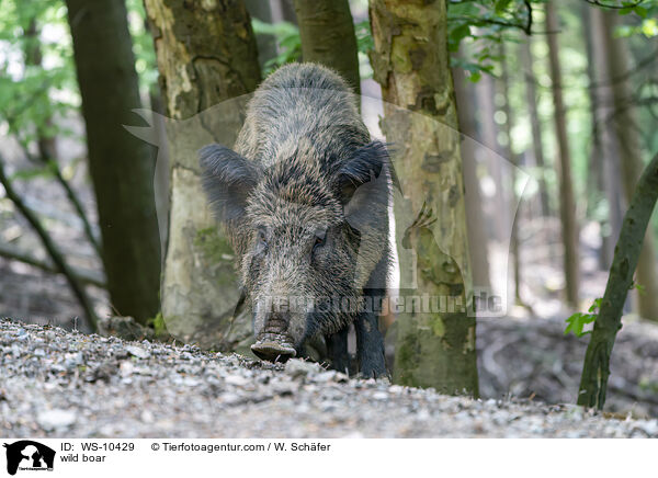 wild boar / WS-10429