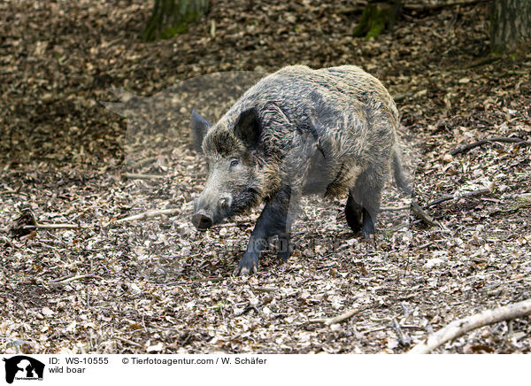 wild boar / WS-10555
