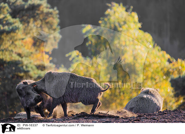Wildschweine / wildboars / PW-16337