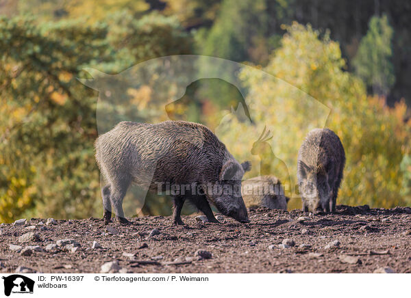 wildboars / PW-16397