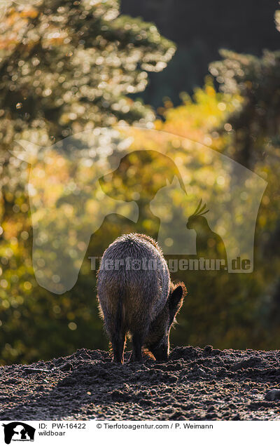 Wildschwein / wildboar / PW-16422