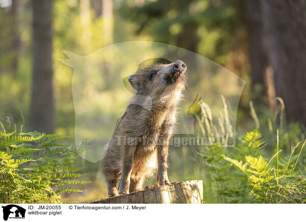 Wildschwein Frischling / wildboar piglet / JM-20055