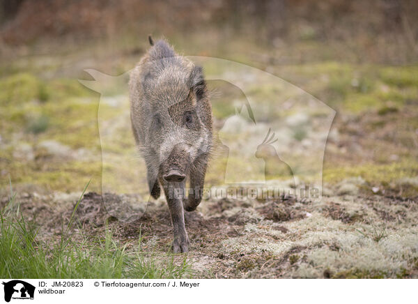 Wildschwein / wildboar / JM-20823