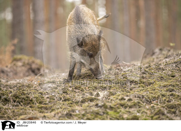 Wildschwein / wildboar / JM-20846