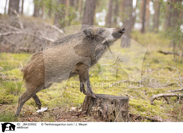 Wildschwein / wildboar / JM-20892