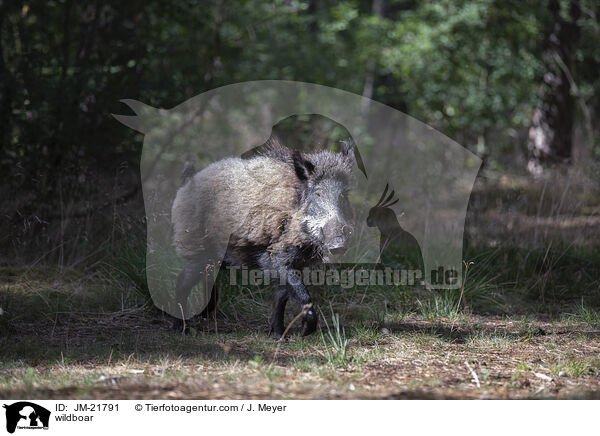 Wildschwein / wildboar / JM-21791