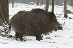 wild pig