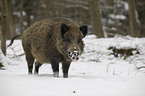 wild boar