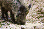 wild hog