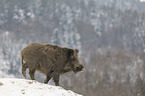 wild boar in the snow