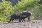 Wild boars playfully fight each other