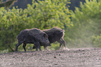 Wild boars playfully fight each other