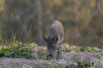 standing Wild Boar