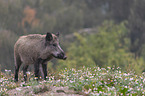 standing Wild Boar