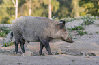 walking Wild Boar