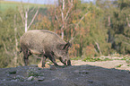 walking Wild Boar