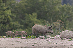 walking Wild Boars