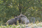 fighting Wild Boars