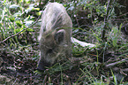 young wild boar