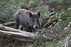 wild boars