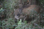 young wild boar