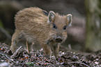 wild boar