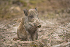 wildboar