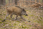 wildboar