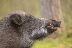 wildboar