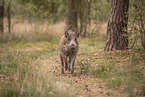 wildboar