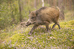 wildboar