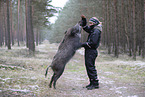 wildboar