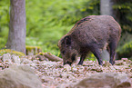 wildboar