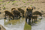 wildboars