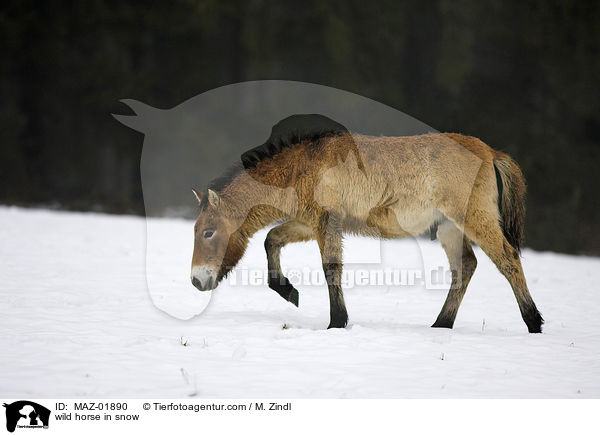 wild horse in snow / MAZ-01890
