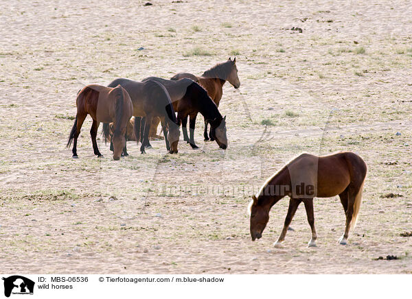 wild horses / MBS-06536