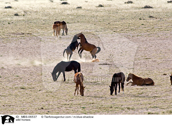 wild horses / MBS-06537