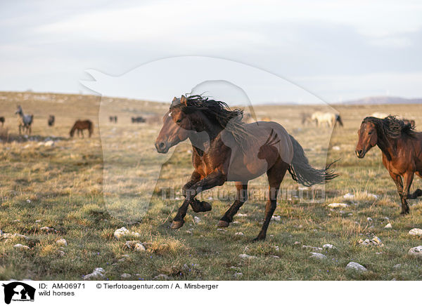 wild horses / AM-06971