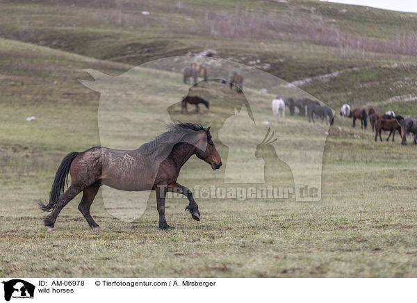 wild horses / AM-06978