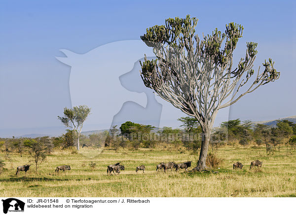 wildebeest herd on migration / JR-01548