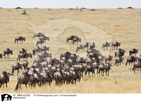 wildebeests / MBS-03285