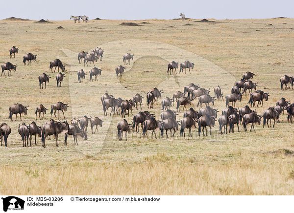 wildebeests / MBS-03286