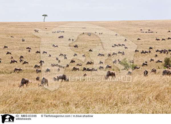 wildebeests / MBS-03346