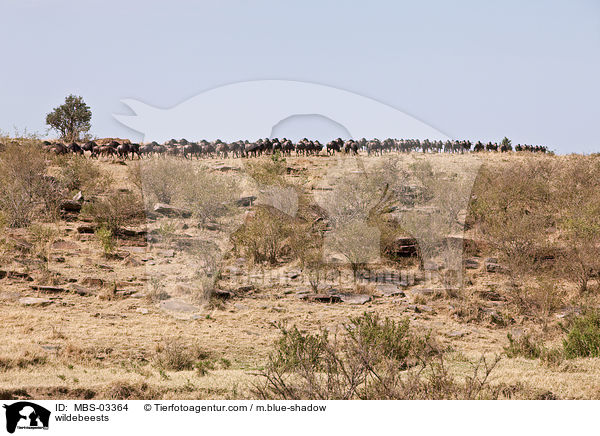 wildebeests / MBS-03364